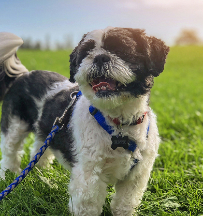 강아지 - 믹스견