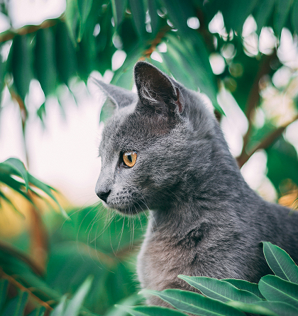 고양이 - 아비시니안