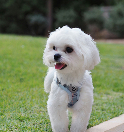 강아지 - 말티즈