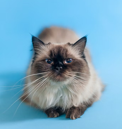 고양이 - 한국 고양이