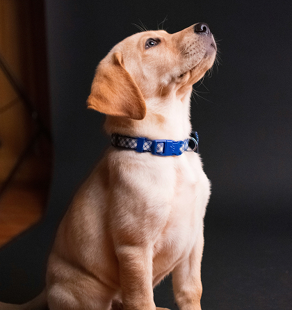 강아지 - 폼피츠