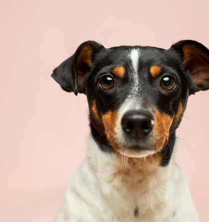 강아지 - 믹스견