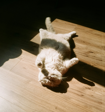 강아지 - 믹스견