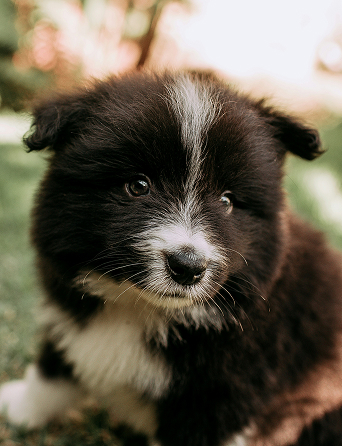 블랙단모치와와