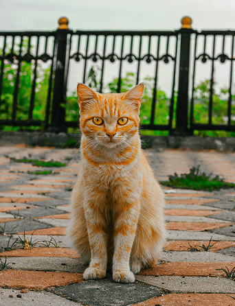 래브라도 리트리버