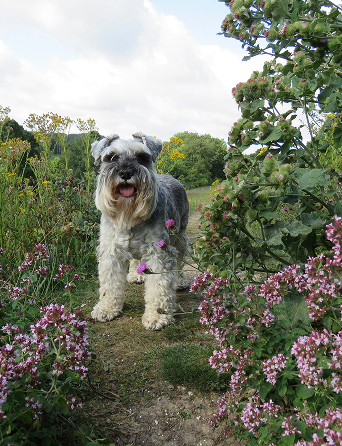 래브라도 리트리버